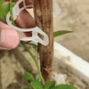 Clips de Soporte para Plantas (100unidades)