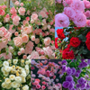 Semillas de Rosas Trepadoras + guia