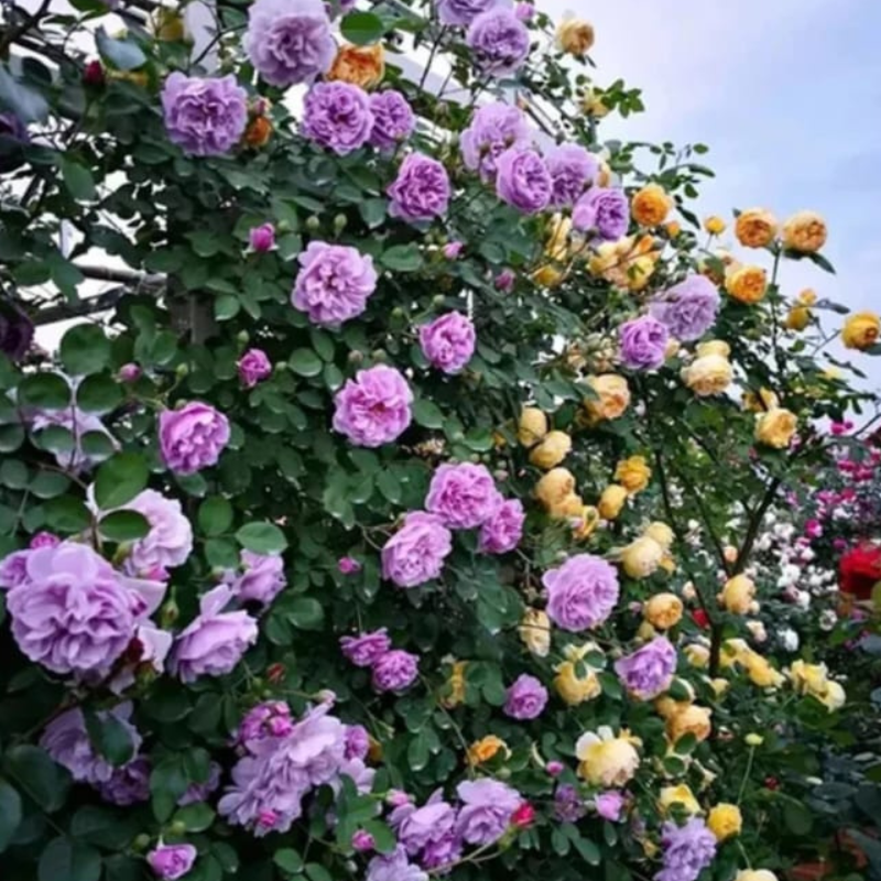 Semillas de Rosas Trepadoras + guia