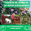 Semillas de Rosas Trepadoras + guia